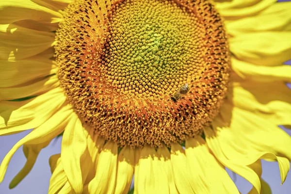 Closeup of yellow flower. bee on beautiful sunflower. summer nature beauty. summer harvest and agriculture concept. bee make honey. I love flowers — Stock Photo, Image