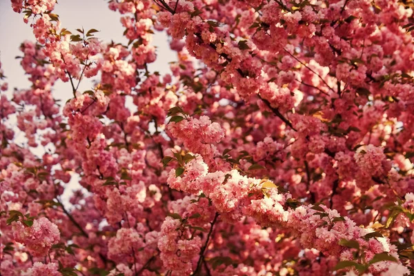 Ροζ λουλούδι σακούρα. λουλουδάτο φόντο. Άνοιξη ανθισμένη φύση. ζεστή καλοκαιρινή μέρα. Η ομορφιά της εποχής. Άνθη κερασιάς. Ανθισμένα ροζ σακούρα. θεραπεία σπα. άρωμα γυναικείου αρώματος. γιαπωνέζικη σακούρα — Φωτογραφία Αρχείου