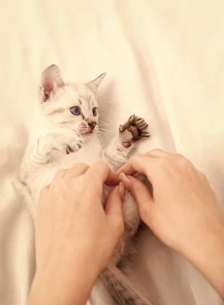 Küçük sevimli kedi yavrusu rahatla. Yavru kedi. Şirin beyaz kedi yavrusu. Şefkatli ve sevimli. Beyaz kedi yavrusu kadın eliyle oynuyor. Hayvan konsepti. Sevgiyi paylaş. Rahat bir ev. Kitty ile oyna. İlgi ve sevgi. Veteriner dükkanı. — Stok fotoğraf