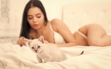 Lüks evdeki en iyi arkadaş. Kedi sever. Kadın moda iç çamaşırları. Sabahları saflık. Küçük kedi yavrusu yatakta seksi bir kızla. Seçici odaklanma. Şehvetli ve hassas. cinsel ön sevişme. özel bakım merkezi