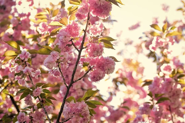 Japon sakurası. Pembe sakura çiçeği. Çiçek arkaplanı. İlkbahar çiçek açan doğa. Sıcak bir yaz günü. Mevsimin güzelliği. kiraz ağacı çiçeği. Çiçek açan pembe sakura. Spa tedavisi. Kadın parfümü kokusu. — Stok fotoğraf