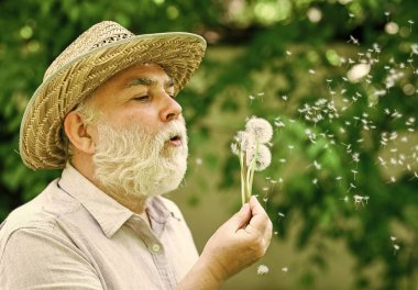 Yaz tatilinin tadını çıkarıyorum. İnce gri saçın sembolü. Yaşlı adam karahindiba çiçeği üflüyor. Alzheimer bunaması. Bilişsel bozukluk kavramı. Baharın başında neşe. Yaşlılık ve yaşlılık. bahar köyü ülkesi
