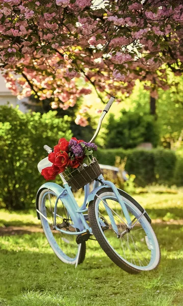 Bicicleta de cruzador de praia vintage estilo retro com cesta. Turquesa bicicleta parque sakura árvore rosa flores. Lazer primavera. Férias. Passatempo e desporto. Cruzador de bicicleta com tulipas. Bicicleta romântica — Fotografia de Stock