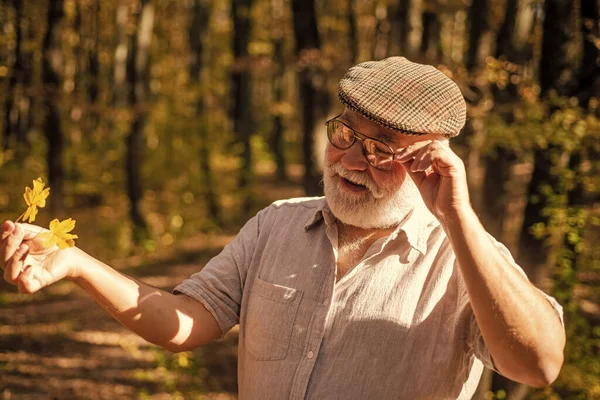 A velhice é alegria. aposentado de velhice desfrutar de natureza outono. O velho colecciona folhas amarelas. Velho com barba cinzenta. Pensão e reforma. Lazer e estilo de vida. Aventura aguarda — Fotografia de Stock