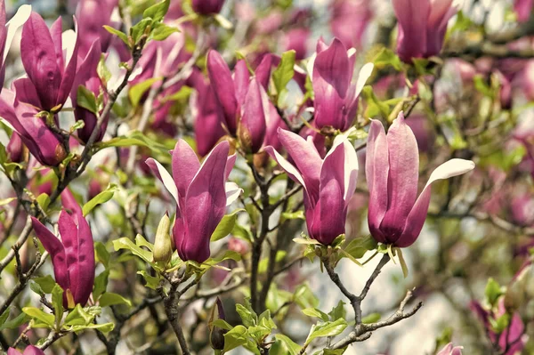 Celebrate spring. Spring season. Branch of magnolia. Magnolia flowers. Magnolia flowers background close up. Tender bloom. Floral backdrop. Botanical garden concept. Aroma and fragrance — Stock Photo, Image