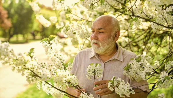 Bahçıvanlık hobisi. Botanikçi ağacı inceliyor. Botanik merakı. Etraftaki dünyayı keşfet. Bahçe güneşli gününde emekli. Yaşlı adam kiraz çiçeklerini sever. Bahçede sakallı büyükbaba. Erkekler bahar doğasından hoşlanır. — Stok fotoğraf
