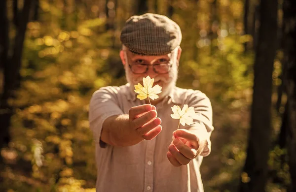O botânico examina ervas. Avô barbudo na floresta. O homem gosta da natureza do outono. Curiosidade para a botânica. Explore o mundo ao redor. Caminhadas de pensionistas na floresta no dia ensolarado do outono. Velho homem coletar folhas — Fotografia de Stock