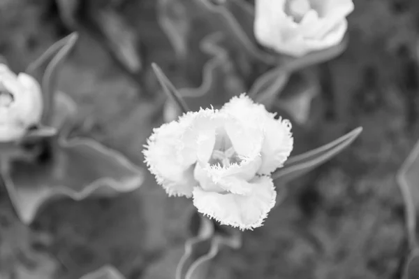 Aroma gradevole. Concetto di giardinaggio. Coltivare fiori giardino. Vacanze primaverili. Tulipani adorabili. Fattoria dei tulipani. Campo di tulipani. Tulipani bianchi in fiore. Buona festa della mamma. Concetto di giorno delle donne. Stagione primaverile — Foto Stock