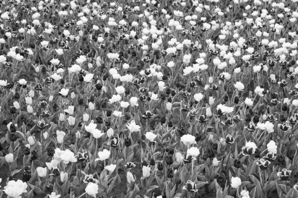 Begreppet mångfald. Naturlig skönhet. Vårens bakgrund. Flerfärgade blommor. Tulpanfälten färgglada brast i full blom. Kvinnors dag. Parfymdoft och doft. Blommor affär. Växande blommor — Stockfoto