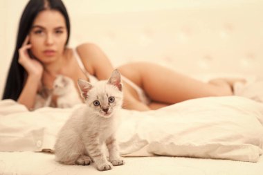 Seksi manken, sevimli kedi yavrusu seçici odağı oynuyor. Kitty ile oyna. Çekici güzel kız, sevimli kedilerle rahatlıyor. Yatakta kediyle oynuyor. Kedi ve bayan. Neşeli evcil hayvan. Kadın mükemmel vücut ve kedi