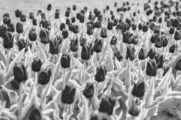 Field of tulips. Springtime bloom. Gardening tips. Growing flowers. Growing bulb plants. Enjoying nature. Soil for growing flowers. Growing perfect scarlet red tulips. Beautiful tulip fields — Stock Photo, Image