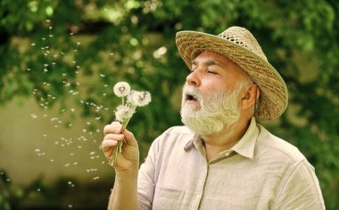 Kafamda canlandı. Yaşlılık ve yaşlılık. bahar köyü ülkesi. İnce gri saçın sembolü. Yaşlı adam karahindiba çiçeği üflüyor. Alzheimer bunaması. Bilişsel bozukluk kavramı. Baharın başında sevinç