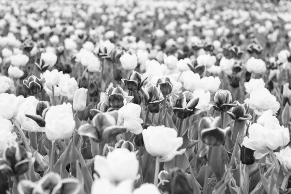 Glad kvinnodag. Våren blommig bakgrund. Parfymdoft och doft. Blommor affär. Odlar blommor. Nederländernas landsbygd. Flerfärgade blommor. Tulpanfälten brast färgrikt i full blom — Stockfoto