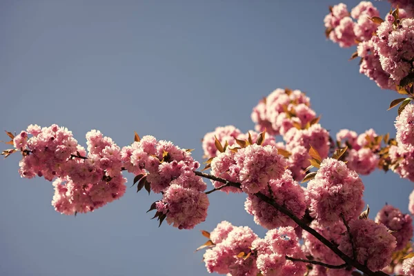 Frühlingsankündigungen kopieren Raum. Botanischer Garten. Zarte Blüte. Aroma und Duft. Frühlingszeit. Zweig von Sakura. Sakura blüht. Sakura Blumen im Hintergrund aus nächster Nähe. Floraler Hintergrund — Stockfoto