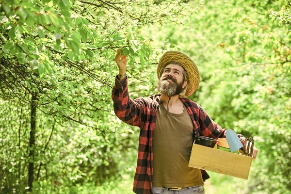 Agricultor maduro plantando plantas. Estação de plantação. Homem barbudo hipster recolhendo colheita. Fazendeiro. Fazenda orgânica. Gardener hold box com ferramenta de jardinagem. Conselhos de jardinagem. Dicas de jardinagem. Cuidado do jardim — Fotografia de Stock