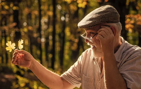 Curiosity to botany. Explore world around. Pensioner hiking in forest on sunny autumn day. Old man collect leaves. Bearded grandfather in forest. Man enjoy autumn nature. See beauty in simple things