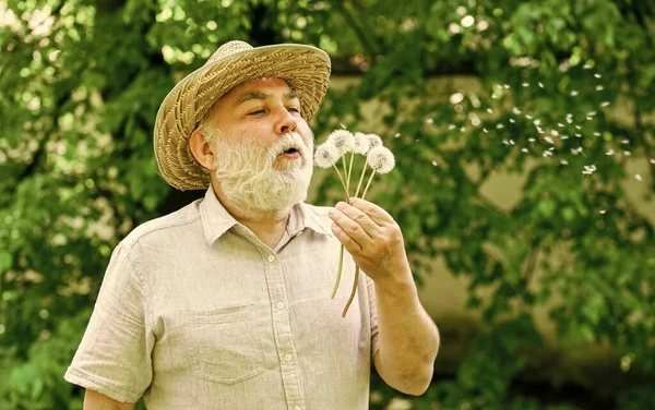 Spring fashion photo. old man blow dandelion flower. Alzheimer dementia. concept of cognitive impairment. Joy during early spring. old age and aging. spring village country. symbol of thin gray hair