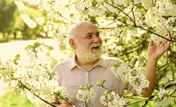 Yaşlı adam kiraz çiçeklerini sever. Bahçede sakallı büyükbaba. Erkekler bahar doğasını sever. Bahçıvanlık hobisi. Botanikçi ağacı inceliyor. Botanik merakı. Etraftaki dünyayı keşfet. Bahçedeki emekli güneşli günde