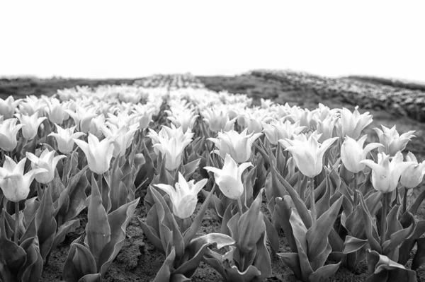 チューリップ畑だ。チューリップ畑だ。白いチューリップが咲く。幸せな母親の日。女性の日の概念。春だ。心地よい香り。園芸の概念。花の庭を育てる。春休み。愛らしいチューリップ — ストック写真