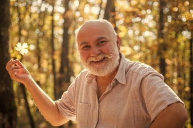 Neşeli olmaya devam et. Emekliler güneşli bir sonbahar gününde ormanda yürüyüş yapıyor. Basit şeylerde güzellik görmek. Yaşlı sakallı adam yaprak topluyor. Mutlu adam sonbahar doğasının tadını çıkarır. Sakallı dede ormanda dinleniyor.