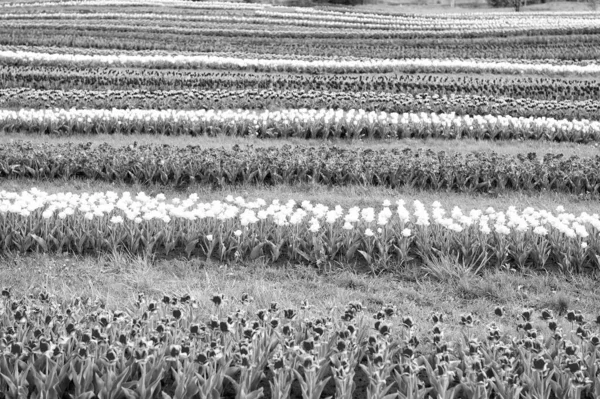 Flores frescas. Cores de primavera deslumbrantes. Melhores lugares para ver tulipas na Holanda. Campos de tulipa colorida estourar em plena floração. Guia final para a temporada de tulipas na Holanda. Tulipas linhas paisagem — Fotografia de Stock
