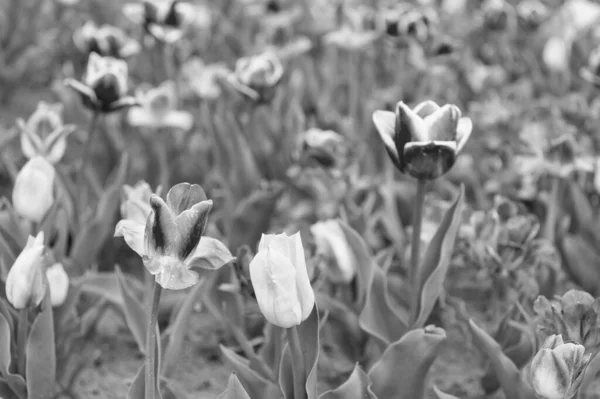 Joyeuse journée des femmes. Fond floral printanier. Parfum parfum et arôme. Fleurs multicolores. Les champs de tulipes éclatent en pleine floraison. Boutique de fleurs. Des fleurs qui poussent. Pays-Bas campagne — Photo