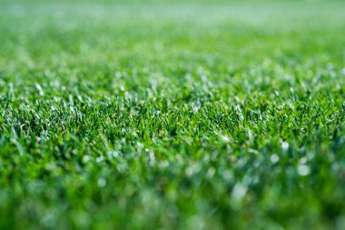 Yeşil çimen arka planı, seçici odaklanma. Futbol sahası eğitimi için çimen