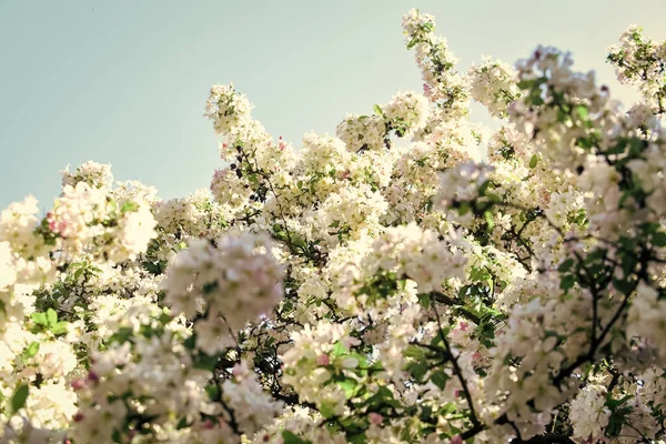 Gyengéd virágok kék ég háttér. Virágos háttér. Tavaszi allergia. Botanika és kertészkedés Almafa virágok. Méznövények. Inspiráló virágok. Botanikus kert koncepció. Cseresznyevirág háttér — Stock Fotó