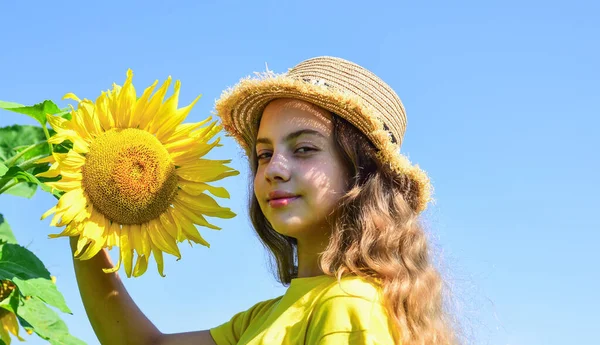 Маленькая девочка подсолнухи поле голубое небо фон, деревенский стиль — стоковое фото