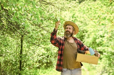 Organik çiftlik. Bahçıvan kutusuyla bahçe aletleri. Bahçıvanlık tavsiyesi. Bahçe ipuçları. Bahçe bakımı. Olgun çiftçi bitkileri ekiyor. Ekim mevsimi. Sakallı hippi adam hasat topluyor. Çiftlik adamı
