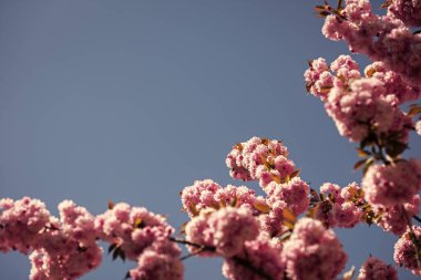 Mavi güneşli gökyüzü arka planında sakura dalı. Doğal güzellik. Güzel bir bahar günü. Kadınlar günü tebrik kartı, fotokopi alanı. 8 Mart. Anneler Günün kutlu olsun. Yaz tatili. Doğal kozmetik, spa