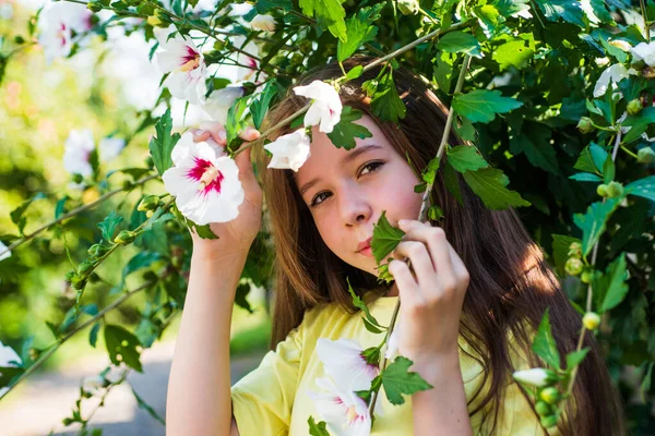 春のハイビスカスの木の花が咲く季節や夏の自然美 — ストック写真
