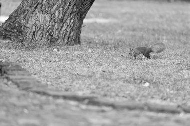 Koru ve koru. Doğal parktaki kırmızı sincap. Yeşil çimlerde küçük kuyruklu kemirgen. Şirin tüylü hayvan. Doğa manzarası. Vahşi yaşam koruma alanı. Doğa rezervi