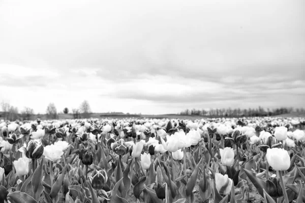 Ultieme gids voor het tulpenseizoen in Nederland. Tulpen rijen landschap. Verse bloemen. Prachtige lentekleuren. Beste plaatsen om tulpen te zien in Nederland. Tulpenvelden barsten kleurrijk in volle bloei — Stockfoto