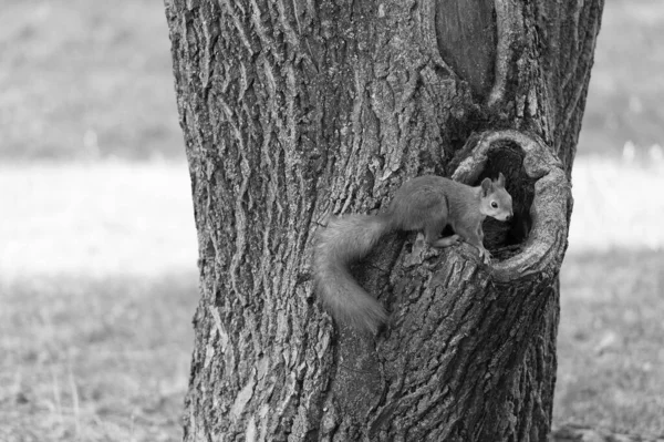 Söt och fluffig. Röd ekorre i parken. Ekorre vid ihålig trädstam. Söta lurviga djur på naturlig miljö. Djurliv och fauna. Natur och utomhus — Stockfoto