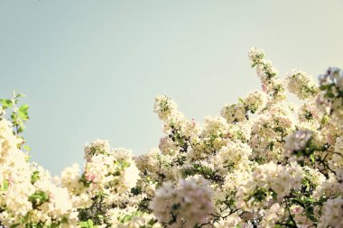 İlkbahar çiçek açan doğa. Sıcak bir yaz günü. Mevsimin güzelliği. Elma ağacı çiçeği. Çiçek açan pembe kayısı. Spa tedavisi. Kadın parfümü kokusu. Japon sakurası. beyaz kiraz çiçeği çiçekli arka plan