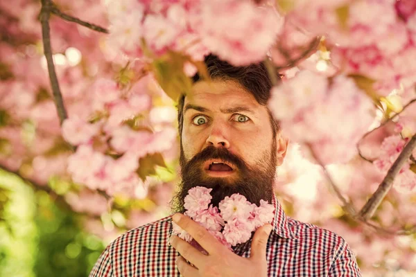 April events. Pink tender bloom. Weekend in garden concept. Walk in park. Natural beauty surrounds me. Handsome bearded man outdoors. Happy easter. Hipster in cherry bloom. Man in sakura blossom — Stock Photo, Image