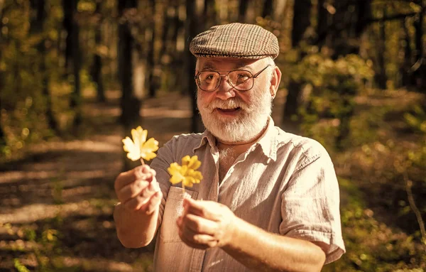 야생의 측면으로 걸어. 노인은 노란 나뭇잎을 수집 합니다. 행복 한 사람은 가을을 즐긴다. 눈이 먼 남자에 회색 머리에 자연 풍경이 있어요. 연로 한 사람이나 연금 생활자가 숲 속을 여행하다 — 스톡 사진