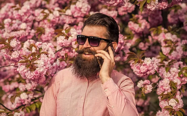 Hombre barbudo con camisa rosa hablando por teléfono. Primavera. brutal madura hipster hablar por teléfono en flor de cerezo. hombre barbudo disfrutar de flor de sakura. Bonita conversación. llamando a una cita. su feliz día — Foto de Stock