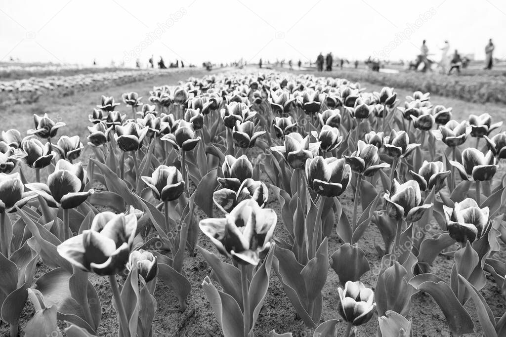 Floral business. Growing bulb plants. Gorgeous tulips. Blooming tulip fields in flower growing region. Spring park. Blooming field. Tulips festival. Floral background. Group of red tulips flowerbed