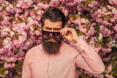 Moda gözlüklü şık bir adam. Sakallı adam pembe gömlek giyer. Bahar modası. Kiraz çiçeği içinde vahşi olgun bir hippi. Sakallı adam Sakura çiçeğinin tadını çıkar.