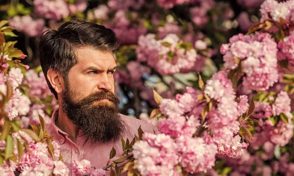 Join my spring. Natural beauty. Handsome bearded man outdoors. Hipster in cherry bloom. Man in sakura blossom. Spring pink tender flowers. Weekend in garden concept. April events. Spring holidays