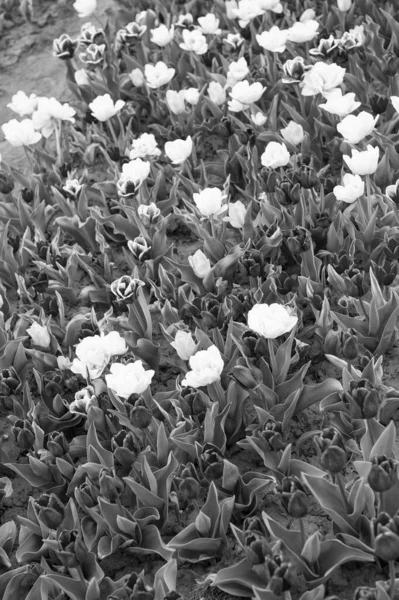 Adoro jardinagem. flores vibrantes multicoloridas. campo com tulipas em terras baixas. campo de tulipa com vários tipo e cor. paisagem natural na Europa. flores frescas da primavera. reunir o buquê — Fotografia de Stock