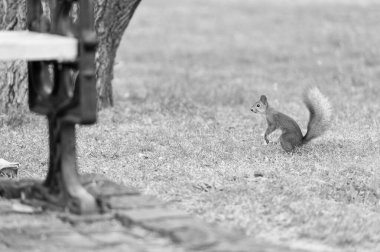 Vahşi yaşam eğlenceleri. Kızıl sincap yaz parkında oynuyor. Yeşil çimlerin üzerinde vahşi bir hayvan. Açık havada küçük kuyruklu kemirgen. Vahşi yaşamı koruma. Doğal güzellik. Sana yakın hissediyorum.