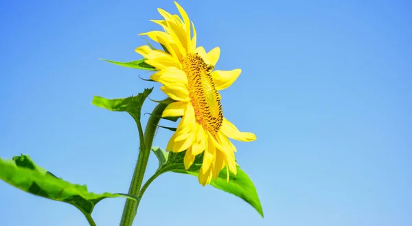 Mavi gökyüzü arka planında ayçiçeği, tohumlar ve yağlar kavramı — Stok fotoğraf