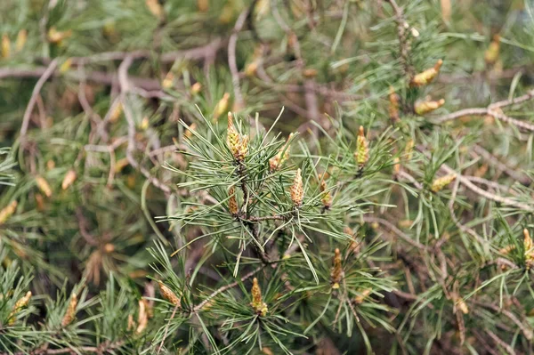 松の新鮮さ。発芽または植物を針葉樹。ぼやけた自然な背景にモミや針を発芽させます。松の実の枝。針葉樹常緑トウヒの木。自然な背景の質感 — ストック写真