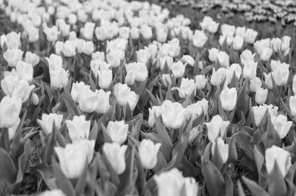 Arbete i miljön. njuta av säsongsblommor. gula blommor på fältet. Landskap av Nederländerna tulpaner. Vårens resor. Färgglada våren tulpan fält. gula livfulla blommor. naturens skönhet — Stockfoto