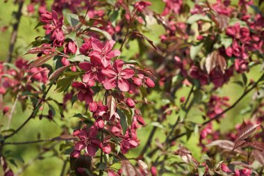 Güzel kiraz çiçeklerinin seçici odağı. Bahar kiraz çiçekli arka plan. 8 Mart indirimi. Bahar kiraz çiçeği, pembe çiçekler. Sakura 'nın çiçek dalı. Sıcak yaz günü. Bahar çiçekleri dalları