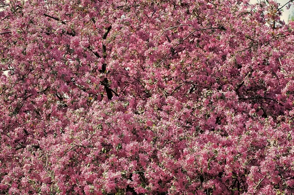 刺激的天性。花粉过敏。季节性的过敏。植物园的概念。樱花背景。温柔的花朵植物的背景。春天过敏。植物学和园艺。4月 — 图库照片