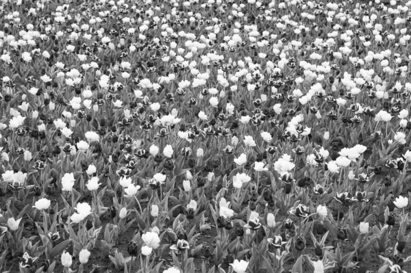 Voorjaarsachtergrond. Veelkleurige bloemen. Tulpenvelden kleurrijke barsten in volle bloei. Vrouwendag. Parfum geur en aroma. Bloemenwinkel. Bloemen kweken. Diversiteit concept. Natuurlijke schoonheid — Stockfoto